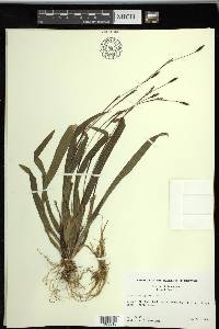 Carex plantaginea image