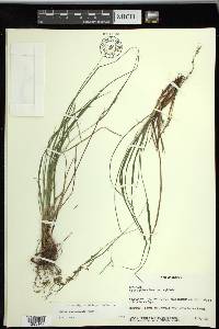 Carex planispicata image