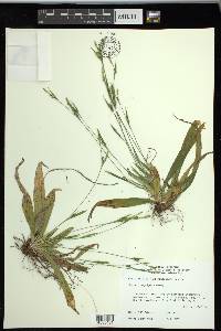 Carex platyphylla image