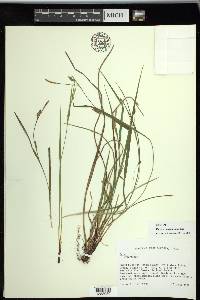 Carex planispicata image