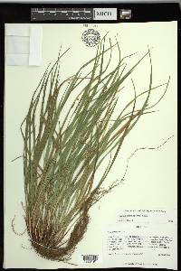 Carex planispicata image