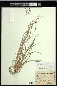 Carex planispicata image