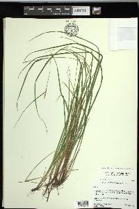 Carex planispicata image