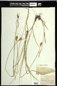 Carex praegracilis image