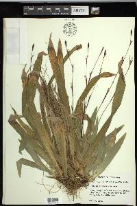 Carex plantaginea image