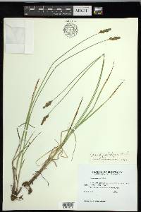 Carex platylepis image