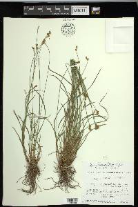 Carex preslii image