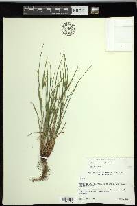 Carex planispicata image