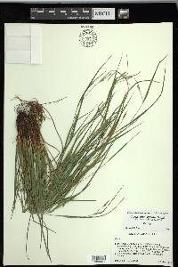 Carex planispicata image