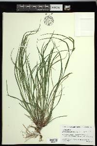 Carex planispicata image