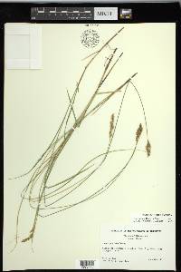 Carex prairea image