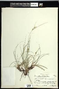 Carex planostachys image