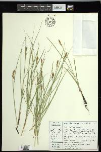 Carex praegracilis image