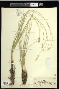 Carex prairea image