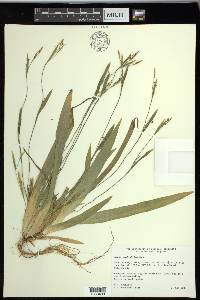 Carex platyphylla image