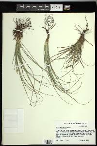 Carex planostachys image