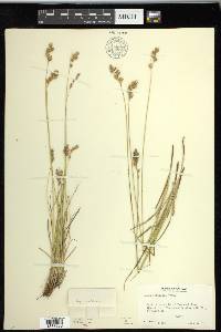 Carex praticola image