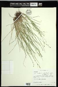 Carex radiata image