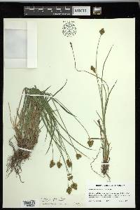 Carex preslii image