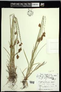 Carex preslii image