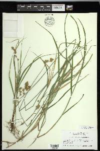 Carex projecta image