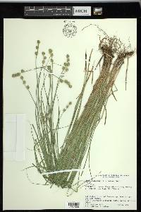 Carex reniformis image