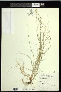 Carex radiata image