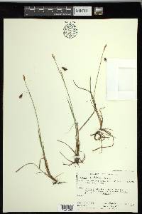 Carex rariflora image