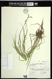 Carex projecta image