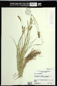 Carex projecta image