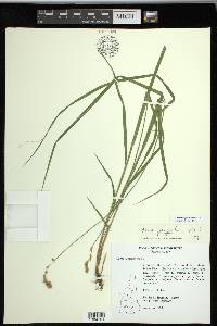 Carex projecta image