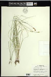 Carex retroflexa image