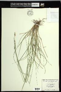 Carex retroflexa image