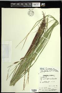 Carex recta image