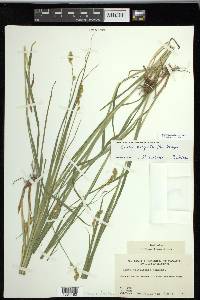 Carex projecta image