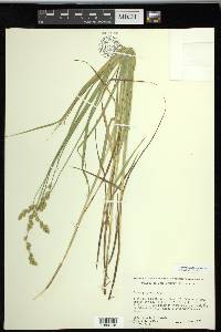 Carex projecta image