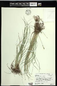 Carex retroflexa image