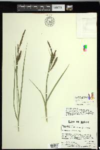 Carex recta image