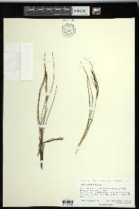 Carex ramenskii image