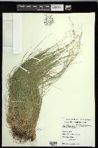 Carex radiata image