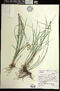 Carex reniformis image