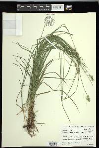 Carex reniformis image