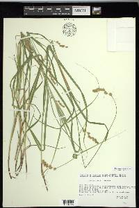 Carex projecta image