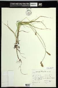 Carex projecta image