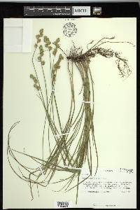 Carex reniformis image