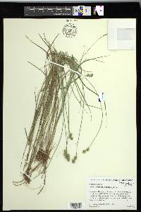 Carex reniformis image