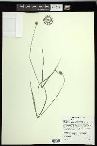 Carex preslii image