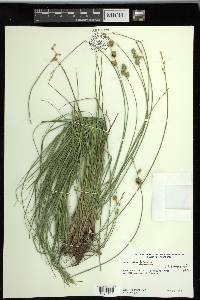 Carex reniformis image