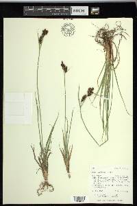 Carex raynoldsii image