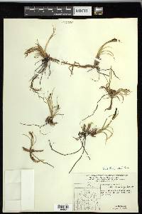 Carex ramenskii image